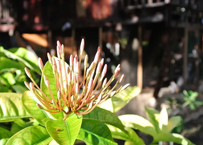 Koox Garden 3*